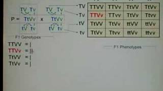 Genetics Dihybrid Cross 03 [upl. by Philender171]