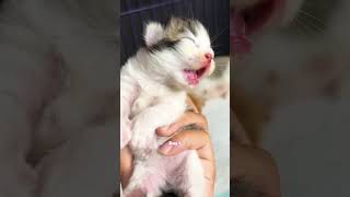 kitten catmantoo cat caturday cute catmeo catlover music meow [upl. by Beedon]