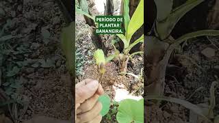 Período de plantar bananeira rotinadeumamulherdocampo vidanaroça agricultura [upl. by Arvonio]