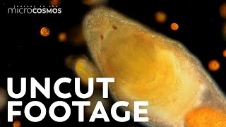 An Hour of Our Uncut Microscopic Footage [upl. by Annonyw]