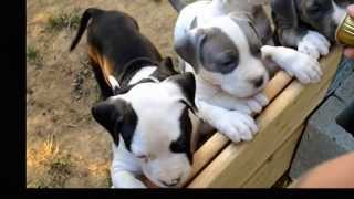 American staffordshire terrier  puppies  5 weeks [upl. by Eelessej]