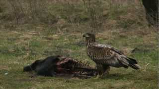 Seeadler Rotmilan amp Mäusebussard  sea eagle red kite amp common buzzard [upl. by Aidnac]