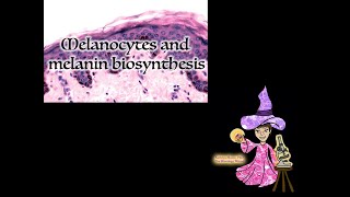 Melanocyte Embryology and Histology [upl. by Eblehs]