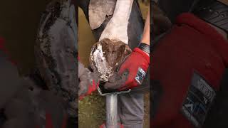 Restoring A Horse Hoof [upl. by Eylhsa]