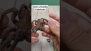 Comi a Aranha Caranguejeira Cabeluda [upl. by Riplex]