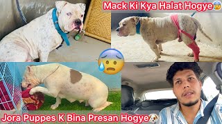 Mack Se Milne Gye🐶Mack Ka Kya Hal Hogya😡😰 Jora Bina Puppes K Dukhi Hogye😢 [upl. by Adnal]