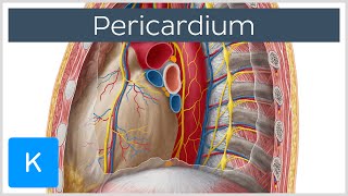 Pericardium  Definition Function amp Layers  Human Anatomy  Kenhub [upl. by Patten]