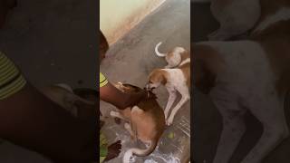 Veta vetu vela poda doglover dog funyy [upl. by Topping]