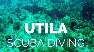 Scuba Diving in Utila Honduras  February 2017  GoPro HD [upl. by Demahum]