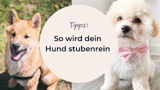 So wird dein Hund stubenrein [upl. by Xxam60]