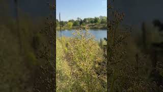 Horseweed shorts fyp plants [upl. by Berne580]