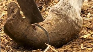 Wonderful Donkey Hoof Trimming Video shorts hoof [upl. by Eseeryt592]