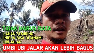 Menanam Ubi Jalar di Lahan Miring Sangat Bagus dan Hasil Umbi Lebih Berkualiatas [upl. by Oderfigis]