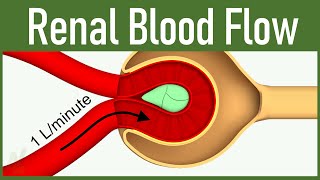 06 Renal Blood Flow [upl. by Aynom34]