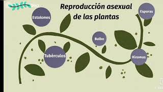 La reproducción asexual de las plantas [upl. by Grant]