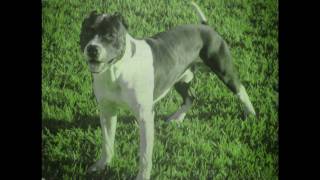 Extreme pitbull champion Best pit bull dog in world [upl. by Drucill]