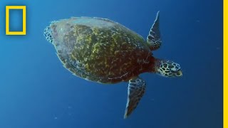 Sea Turtles 101  National Geographic [upl. by Kimble]