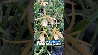 Cattelya yellow bird tips orchid anggrekmurah [upl. by Ennaej]