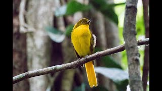 The Endemics of the Wet Tropics in North Queensland Australia [upl. by Dlanor]