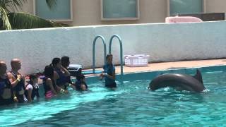 Dolphin Splash at Delphinus Aquarium in Cancun Mexico [upl. by Eesdnil]