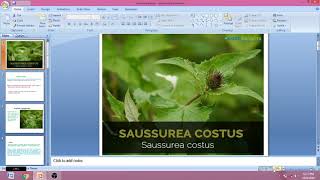 Saussurea costus [upl. by Berty]