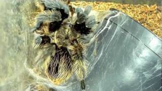 Brachypelma Albopilosum molting timelapse [upl. by Towney]