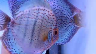 DISCUS PASSIEnl PIWOWARSKI Cobalt Blue Turquoise discus pair [upl. by Ltsyrk90]