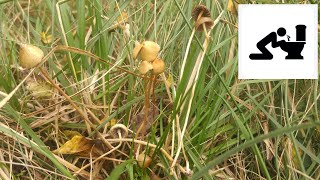 Łysiczka lancetowata Psilocybe semilanceata [upl. by Grantham]