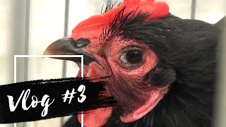 The Fanciest Cockerel Crow  VLOG 3  Royal Lancashire Show  Cherry Vlog [upl. by Josey]