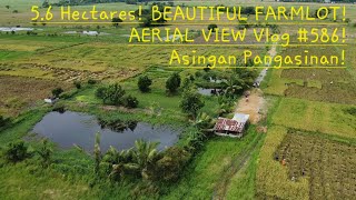 56 HAS BEAUTIFUL FARMLOT WRICELAND AND FRUIT BEARING TREESamp FISHPONDS IN ASINGAN PANGASINAN [upl. by Nyved]