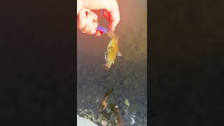 Subscribe if you Hate to Catch Bullheads fishing bullhead unwanted subscribe like shorts [upl. by Eleanor]