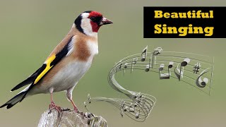 Goldfincd Singing  European Goldfinch Singing [upl. by Noirod]