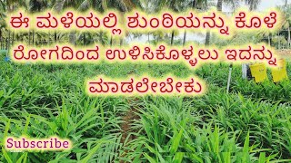 Ginger farming ಶುಂಠಿ ಬೇಸಾಯಕೊಳೆ ರೋಗ ನಿಯಂತ್ರಣ ಮಾಡುವ ವಿಧಾನ [upl. by Akire125]