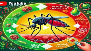 The Unbelievable Life Cycle of the Malaria Parasite [upl. by Hightower]