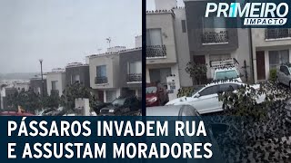 Centenas de pássaros invadem rua e fenômeno causa espanto  Primeiro Impacto 150223 [upl. by Ecilahc]