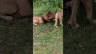 LION FAMILY Secrets Revealed [upl. by Arnie]