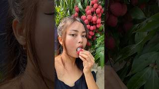 Fresh Litchi litchifruit divyamushahary harvestinglitchi litchijuice [upl. by Alset]