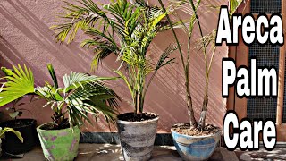 Areca palm  areca palm care guide and tips for healthy growth [upl. by Gonnella17]