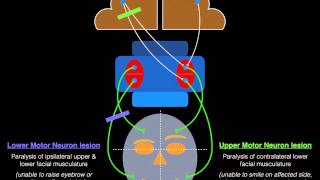 Facial Palsy Upper and Lower Motor Neuron Lesions  Dr MDM [upl. by Audry]