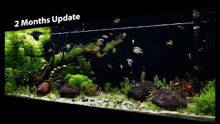 Aquatlantis Splendid 150 Planted Ecosystem 2 months update [upl. by Einahets954]