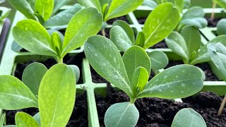 Cerinthe major potting on quick video [upl. by Aihsemot]