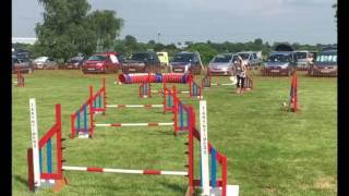 Bichon agility [upl. by Leiser623]