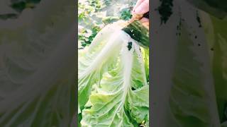 agritools farmer life tonglufeng agriculture agritool youtubeshorts viral [upl. by Humfrey]