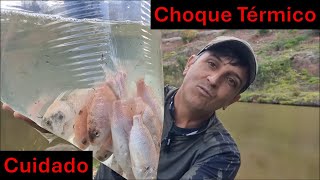 Choque Térmico em Peixes Cuidado [upl. by Reagen]