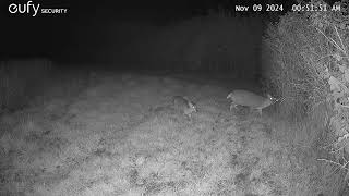 Doe Muntjac with fawn in Great Bradley [upl. by Itin]