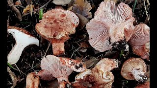 Hygrophorus russula 4K [upl. by Enid356]