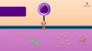 Cytotoxic T Cell  Microbiology and immunology Animations [upl. by Koetke520]