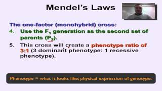 Chapter 11 Part 8  Monohybrid Crosses [upl. by Ezaria]