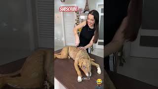 Animal cake 🥮😂🤣 short funny trending fail [upl. by Anyehs786]