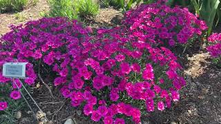 Proven Winners Perennial Trial Garden Tour at Walters Gardens [upl. by Brighton]